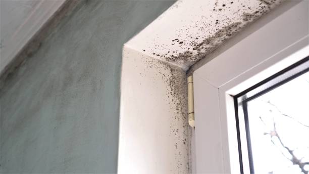 Best Forensic Mold Investigation  in San Dimas, CA
