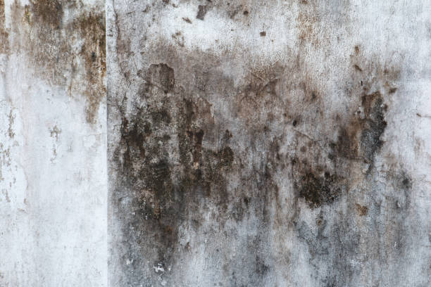 Best Biohazard Mold Removal  in San Dimas, CA