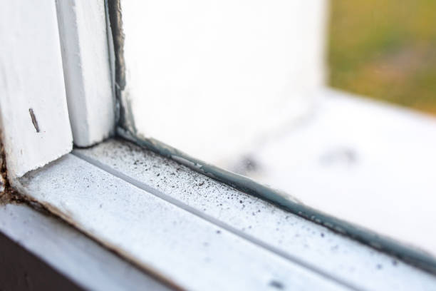 Best Black Mold Removal  in San Dimas, CA