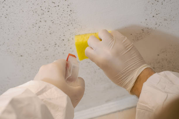 Best Residential Mold Inspection & Testing  in San Dimas, CA