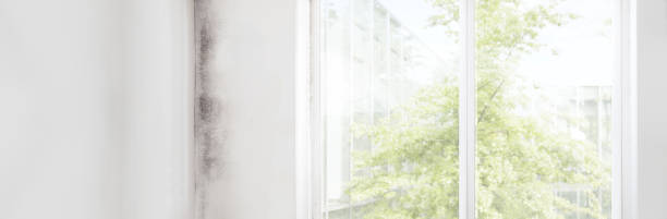 Best Industrial Mold Remediation  in San Dimas, CA