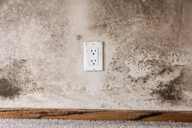 San Dimas, CA Mold Removal Pros