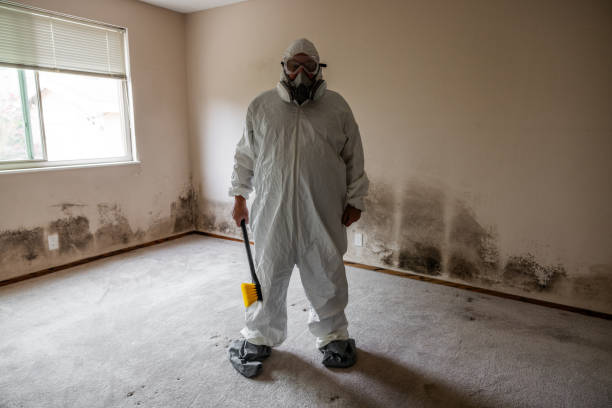 Best Mold Damage Restoration  in San Dimas, CA