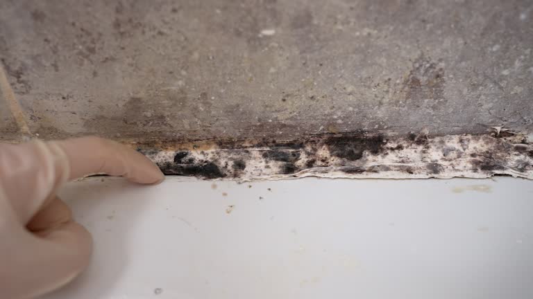 Best Attic Mold Removal  in San Dimas, CA